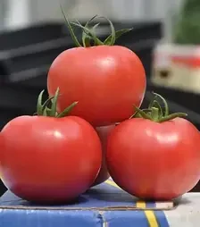 Семена томата Пинк Клер F1, п.е. 500 семян (Hazera)