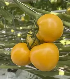 Семена томата Лимончелло F1, п.е. 250 семян (Breeding Seeds)