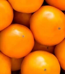 Семена томата КС 10 F1, п.е. 500 семян (Kitano Seeds)