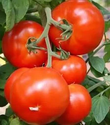 Семена томата Нада F1, п.е. 250 семян (Esasem)