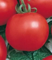 Насіння томату Нікі Зел F1, п.о. 500 насінин (Semo)