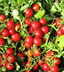 Семена томата Руфус F1, п.е. 25 тыс. семян (Esasem)