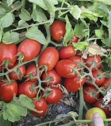 Семена томата 3402 F1, п.е. 50 тыс. семян (Heinz)