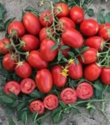 Насіння томату 9985 F1, п.о. 10 тис. насінин (Spark Seeds)