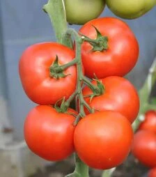 Насіння томату Абелюс F1, п.о. 1 тис. насінин (Rijk Zwaan)