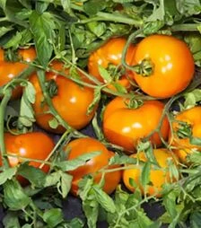 Насіння томату Айсан F1, п.о. 1 тис. насінин (Kitano Seeds)