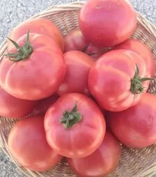 Насіння томату Альма F1 (EZ 2104 F1), п.о. 1 тис. насінин (Libra Seeds)