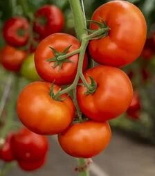 Семена томата Анненфельд F1, п.е. 1 тыс. семян (Rijk Zwaan)