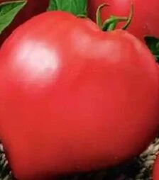 Семена томата Бычье сердце, 500 г (Коуэлл)