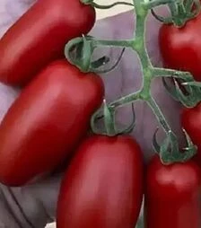 Семена томата Визард F1, п.е. 250 семян (Spark Seeds)