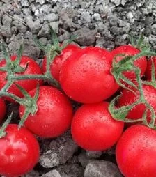 Семена томата Воларе F1, п.е. 1 тыс. семян (Hazera)