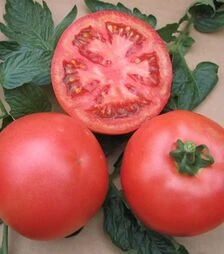 Семена томата ОП-1 F1, п.е. 1 тыс. семян (Hazera)