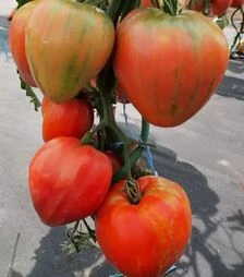 Семена томата Геродес, 1 кг (Moravoseed)