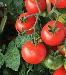 Насіння томату Девіс, 500 г (Коуел)