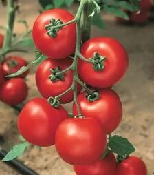 Семена томата Джаделло F1, п.е. 500 семян (Hazera)