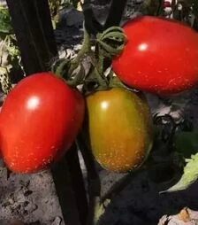 Семена томата Эванс F1 (INX 36-2019), п.е. 1 тыс. семян (Innova Seeds)