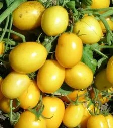 Семена томата Йеллоу Ривер F1, п.е. 10 тыс. семян (United Genetiks)