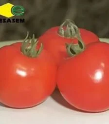 Семена томата Квикфайер F1, п.е. 25 тыс. семян (Esasem)