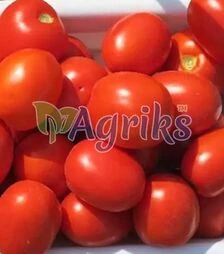 Семена томата Кендрас F1, п.е. 5 тыс. семян (Nunhems)