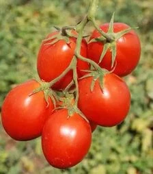 Семена томата Кэрро F1, п.е. 25 тыс. семян (Esasem)