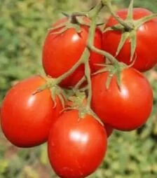 Семена томата Кэрро F1, п.е. 500 семян (Esasem)