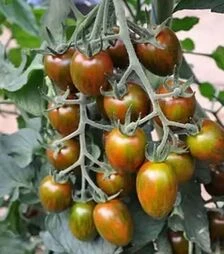 Семена томата Криспина Плюм F1, п.е. 500 семян (Esasem)