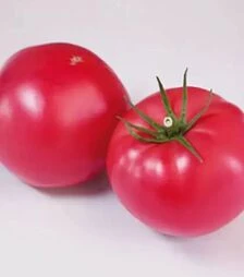 Семена томата КС 1205 F1, п.е. 500 семян (Kitano Seeds)