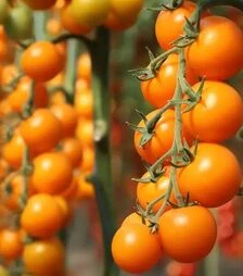 Семена томата КС 1549 F1, п.е. 500 семян (Kitano Seeds)