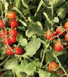 Семена томата КС 3640 F1, п.е. 1 тыс. семян (Kitano Seeds)