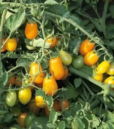 Семена томата КС 3690 F1, п.е. 250 семян (Kitano Seeds)