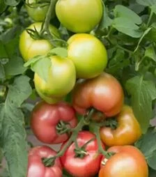 Семена томата КС 38 F1, п.е. 500 семян (Kitano Seeds)