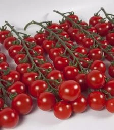 Семена томата КС 4559 F1, п.е. 1 тыс. семян (Kitano Seeds)