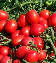 Семена томата КС 470 F1, п.е. 5 тыс. семян (Kitano Seeds)