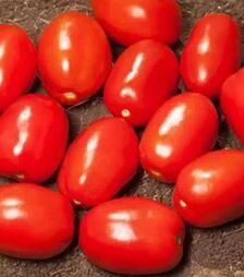 Семена томата КС 720 F1, п.е. 5 тыс. семян (Kitano Seeds)