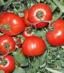 Семена томата КС 835 F1, п.е. 1 тыс. семян (Kitano Seeds)