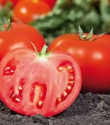 Семена томата КС 898 F1, п.е. 1 тыс. семян (Kitano Seeds)