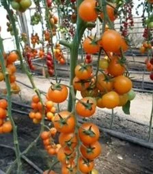 Семена томата КС 97 F1, п.е. 500 семян (Kitano Seeds)