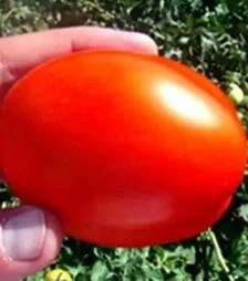 Семена томата Лиона F1, п.е. 5 тыс. семян (Clause)