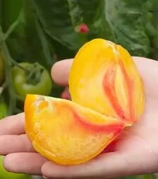 Семена томата Мадрид F1, п.е. 250 семян (Clause)