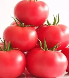 Семена томата Манистела F1, п.е. 500 семян (Hazera)