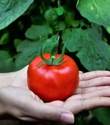 Насіння томату Маско F1, п.о. 1 тис. насінин (Clause)