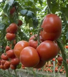 Семена томата Матиас F1, п.е. 500 семян (Seminis)