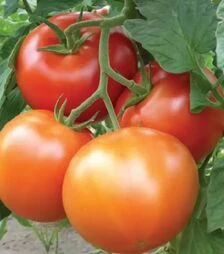 Семена томата Матиссимо F1, п.е. 500 семян (Seminis)