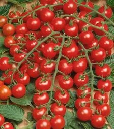 Насіння томату Міні F1, п.о. 500 насінин (Semo)