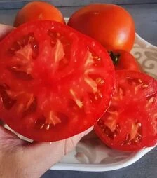 Семена томата Монк F1 (INX 3025), п.е. 1 тыс. семян (Innova Seeds)