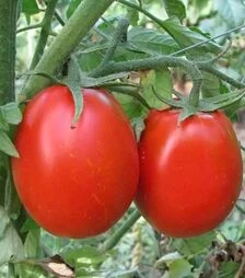 Семена томата Н6416 F1, п.е. 5 тыс. семян (Nunhems)