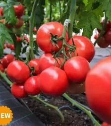 Семена томата Наргиза F1, п.е. 1 тыс. семян (Rijk Zwaan)