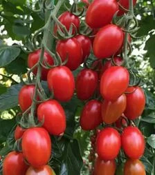 Семена томата Пекбол F1, п.е. 100 семян (Yuksel Tohum)