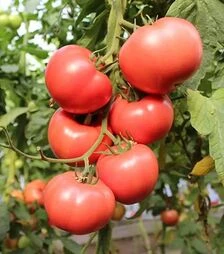 Насіння томату Перугіно F1, п.о. 250 насінин (Enza Zaden)