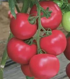 Семена томата Пинк Импрешен F1, п.е. 250 семян (Sakata)